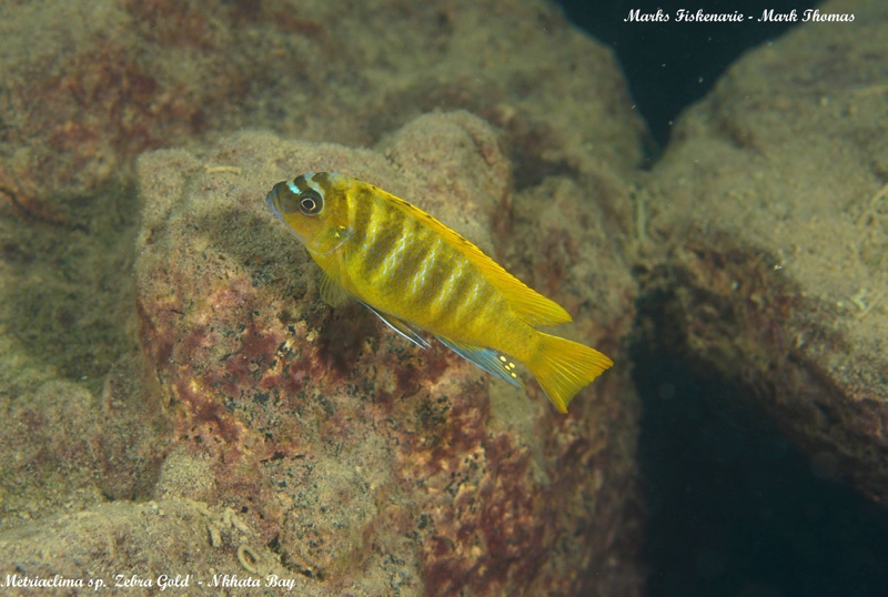 Maylandia sp. 'zebra gold' Nkhata Bay